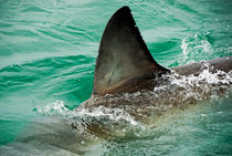 Dorsal aileron of a Great White shark by Sami Sarkis Photography