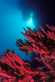 Red gorgonian sea fan underwater by Sami Sarkis Photography