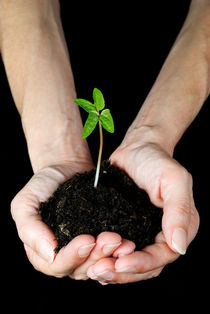 Woman's hands holding seedling by Sami Sarkis Photography
