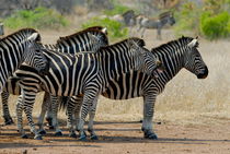 Herd of Burchell's Zebras (Equus burchelli) by Sami Sarkis Photography