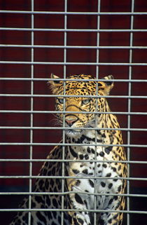 Leopard in cage von Sami Sarkis Photography