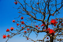 Red-Hot Poker tree in bloom von Sami Sarkis Photography