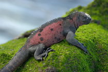 Marine Iguana on rock covered with green seaweed by Sami Sarkis Photography