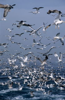 Flock of seagulls in the sea and in flight by Sami Sarkis Photography