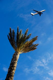 Palm tree with aeroplane flying in background von Sami Sarkis Photography