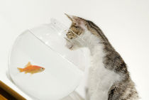 Cat looking at fish in fishbowl von Sami Sarkis Photography