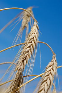 Wheat crop by Sami Sarkis Photography