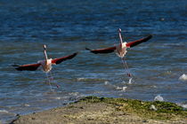 Two Greater Flamingoes (Phoenicopterus ruber) landing on surface of water by Sami Sarkis Photography