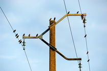 Birds on power line von Sami Sarkis Photography