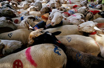 Transhumance of flock of sheep von Sami Sarkis Photography