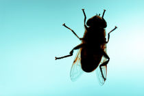 Fly on blue background by Sami Sarkis Photography