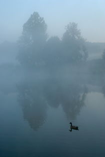 Duck in pond von Sami Sarkis Photography