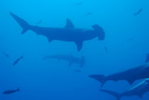Silhouette of Scalloped Hammerhead sharks (Sphyrna lewini) underwater view by Sami Sarkis Photography