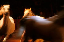 Three white horses running in arena (blurred motion) by Sami Sarkis Photography