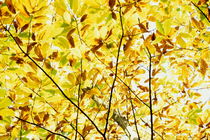 Autumnal leaves on tree von Sami Sarkis Photography
