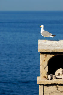 Seagull overlooking Mediterranean sea von Sami Sarkis Photography