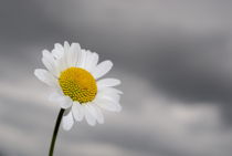 White daisy on stormy sky by Sami Sarkis Photography
