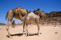 Camels (Camelus dromedarius sp.) with calves in Sinai Desert von Sami Sarkis Photography