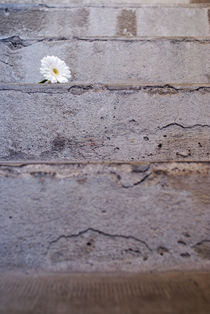 Daisy flower on concrete steps by Sami Sarkis Photography