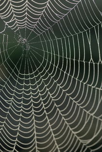 Spiders web von Sami Sarkis Photography