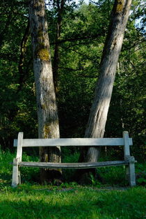 Bench in front of forest trees by Sami Sarkis Photography