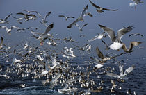 Flock of seagulls in the sea and in flight by Sami Sarkis Photography