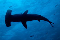 Scalloped Hammerhead shark (Sphyrna lewini) von Sami Sarkis Photography