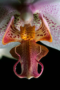 Close Up Of An Orchid Phalaenopsis Hybride von Sami Sarkis Photography
