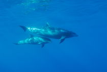 Wild Bottle-nosed dolphin (Tursiops truncatus) mother and calf von Sami Sarkis Photography