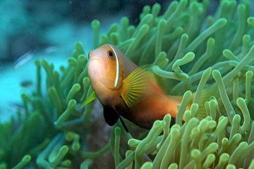 Rm-blackfoot-anemonefish-sea-anemones-uwmld0366