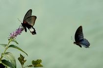 Male and female Great Mormon (Papillion Memnon) butterflies hovering over a wildflower. von Sami Sarkis Photography