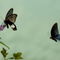 Rm-butterflies-great-mormon-plants-swallowtail-chn1837