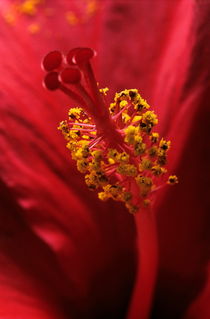 Stamen with pollen in a red hibiscus flower. von Sami Sarkis Photography
