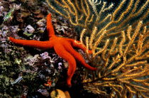 Red Starfish (Echinaster sepositus) clinging to a rock witha yellow gorgonian sea fan by Sami Sarkis Photography