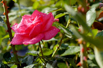 Drops on a rose after a rain shower. by Sami Sarkis Photography