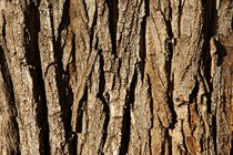 Bark of a pine tree von Sami Sarkis Photography