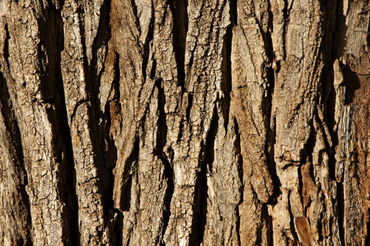 Rf-andalusia-bark-pine-rough-tree-tree-trunk-wood-adl0989