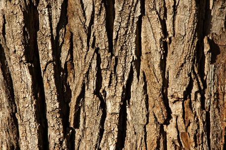 Rf-andalusia-bark-pine-rough-tree-tree-trunk-wood-adl0989