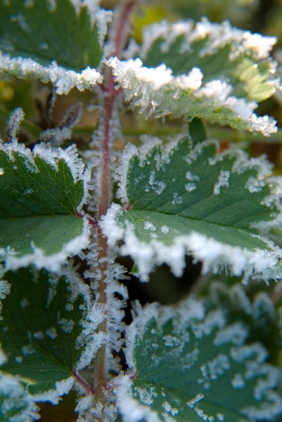 Rf-dew-frozen-ice-leaves-var436