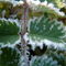 Rf-dew-frozen-ice-leaves-var436