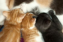 Portrait of three kitten cats sucking the breast of their mother. von Sami Sarkis Photography