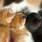 Rm-animal-family-cute-feeding-kittens-together-ani167