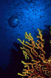 One large air bubble floating above a brightly colored gorgonian with a school of fish swimming in the background by Sami Sarkis Photography