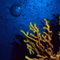 Rf-bright-fish-gorgonians-sealife-uw258