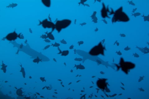 Rf-fish-maldives-sea-whitetip-reef-shark-uwmld0391