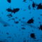 Rf-fish-maldives-sea-whitetip-reef-shark-uwmld0391