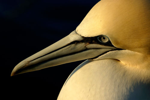 Rf-beak-france-gannet-head-portrait-seabird-ani189