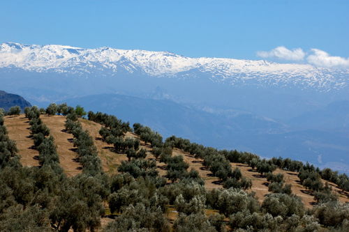 Rm-baena-crop-hills-idyllic-olive-orchard-rural-trees-adl0733