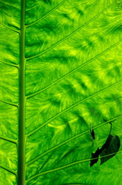 Rf-bright-insects-leaf-veins-vanuatu-vt233