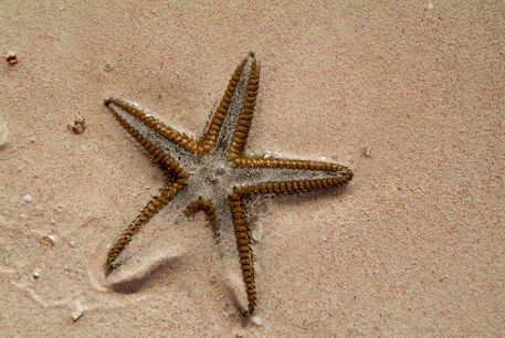 Rf-cuba-sand-sealife-starfish-cub0547